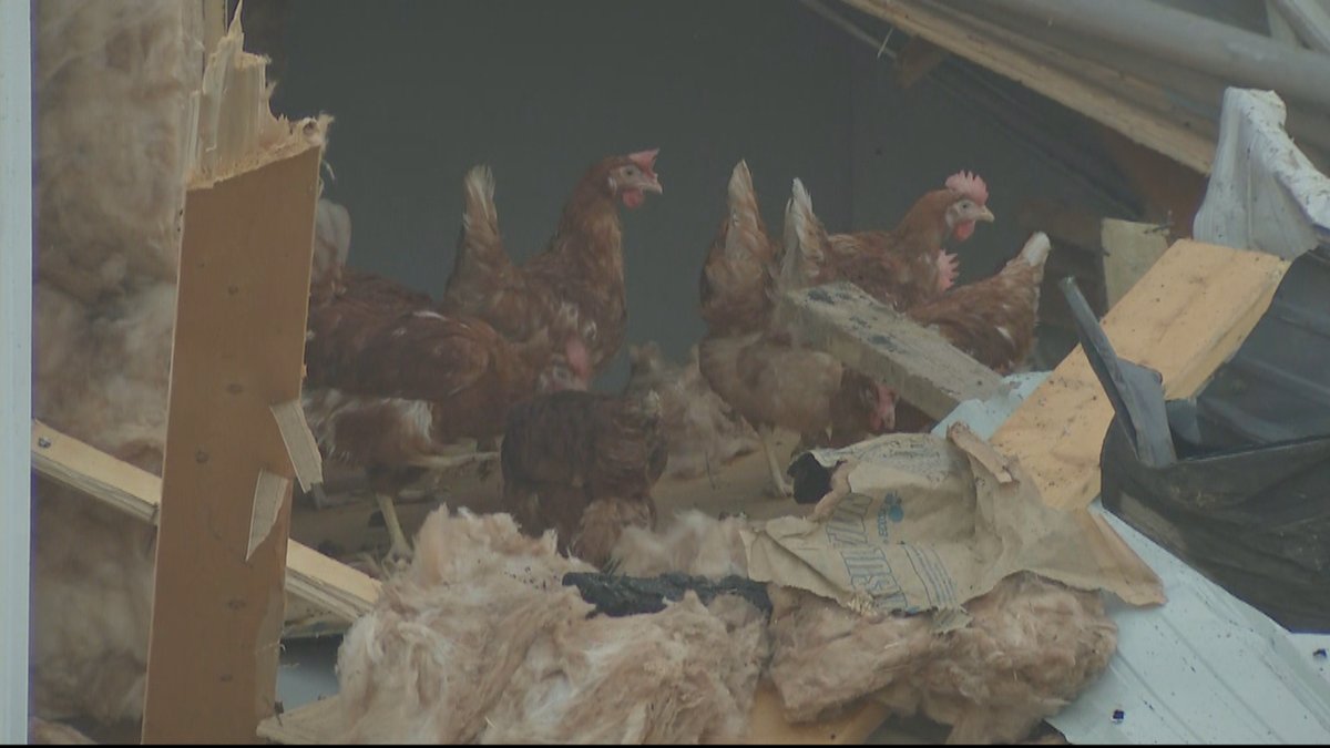Some of the chickens that survived the massive fire at a farm in